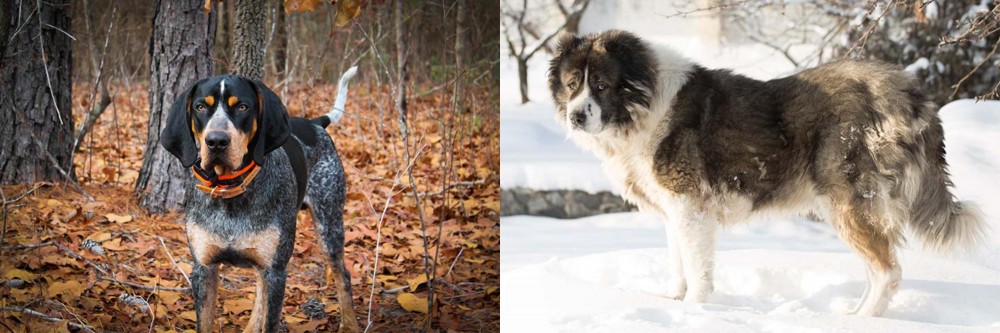 Caucasian Shepherd vs Bluetick Coonhound - Breed Comparison