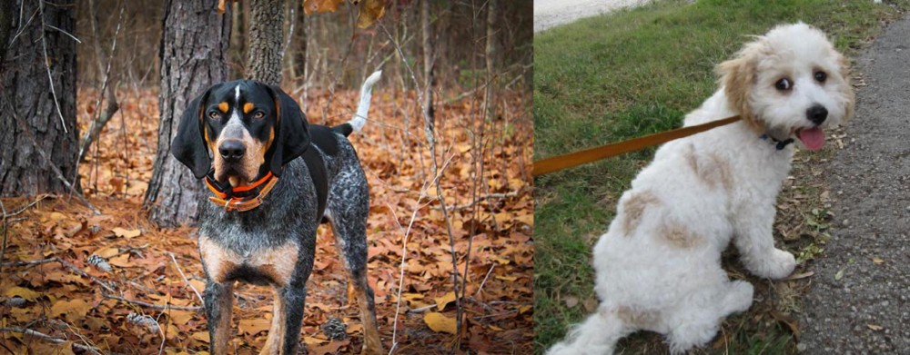 Cavachon vs Bluetick Coonhound - Breed Comparison