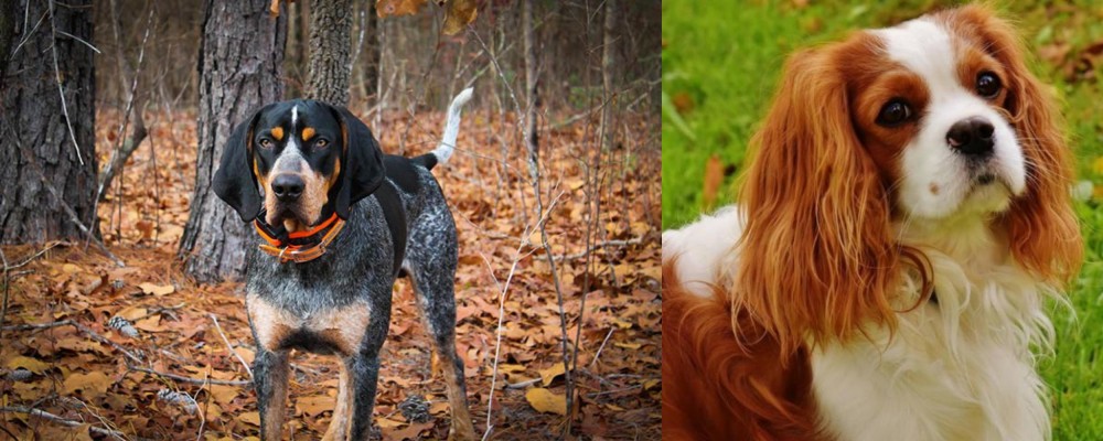 Cavalier King Charles Spaniel vs Bluetick Coonhound - Breed Comparison