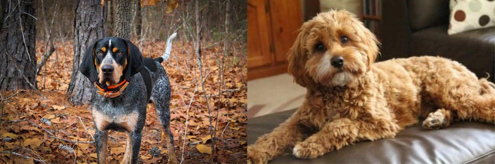 Cavapoo vs Bluetick Coonhound - Breed Comparison
