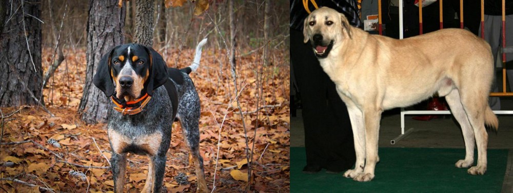 Central Anatolian Shepherd vs Bluetick Coonhound - Breed Comparison