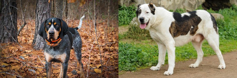 Central Asian Shepherd vs Bluetick Coonhound - Breed Comparison