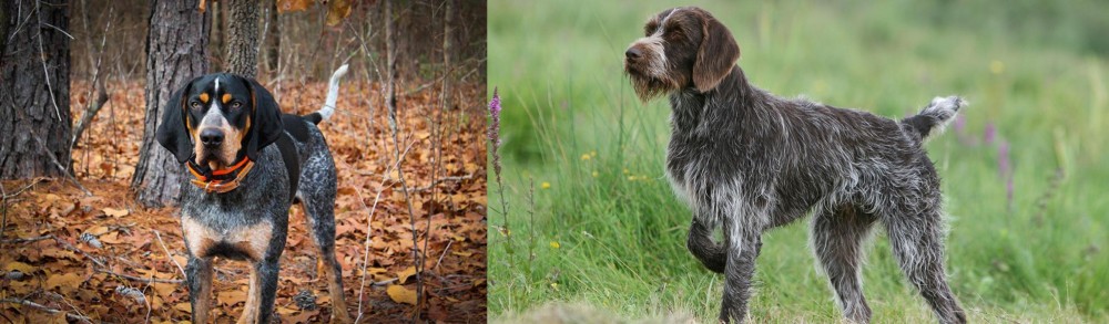 Cesky Fousek vs Bluetick Coonhound - Breed Comparison