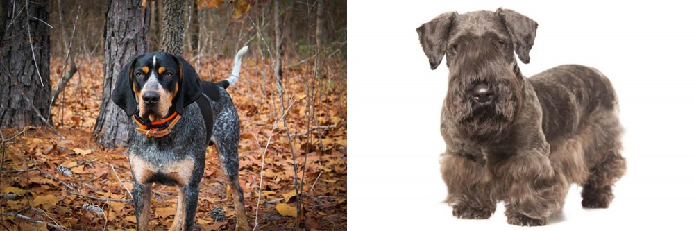 Cesky Terrier vs Bluetick Coonhound - Breed Comparison