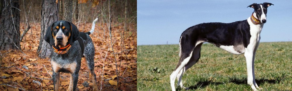 Chart Polski vs Bluetick Coonhound - Breed Comparison