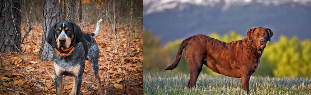 Chesapeake Bay Retriever vs Bluetick Coonhound - Breed Comparison