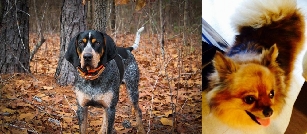 Chiapom vs Bluetick Coonhound - Breed Comparison