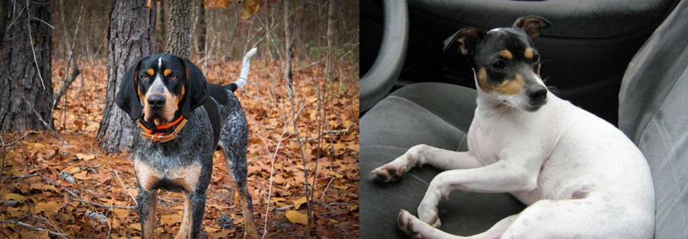 Chilean Fox Terrier vs Bluetick Coonhound - Breed Comparison