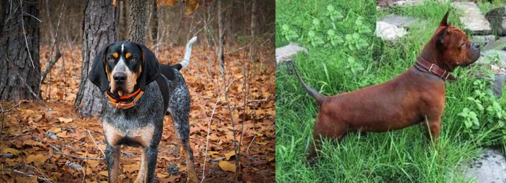 Chinese Chongqing Dog vs Bluetick Coonhound - Breed Comparison