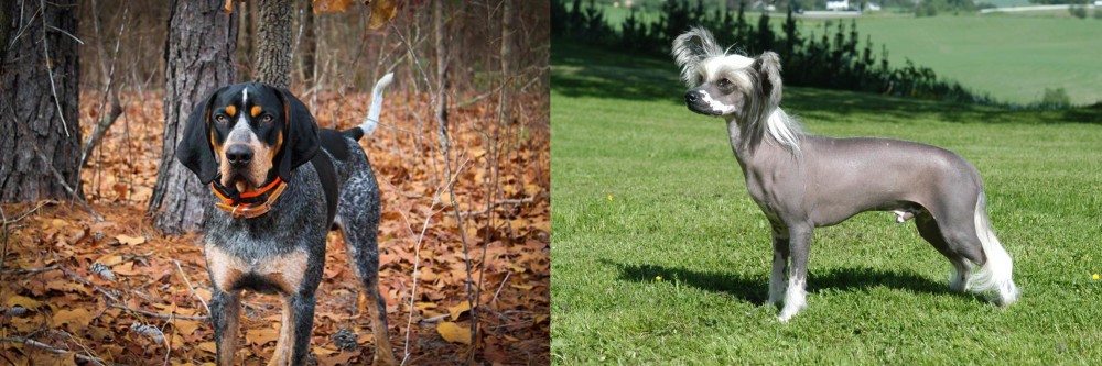 Chinese Crested Dog vs Bluetick Coonhound - Breed Comparison