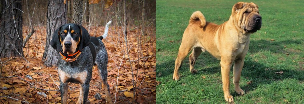 Chinese Shar Pei vs Bluetick Coonhound - Breed Comparison