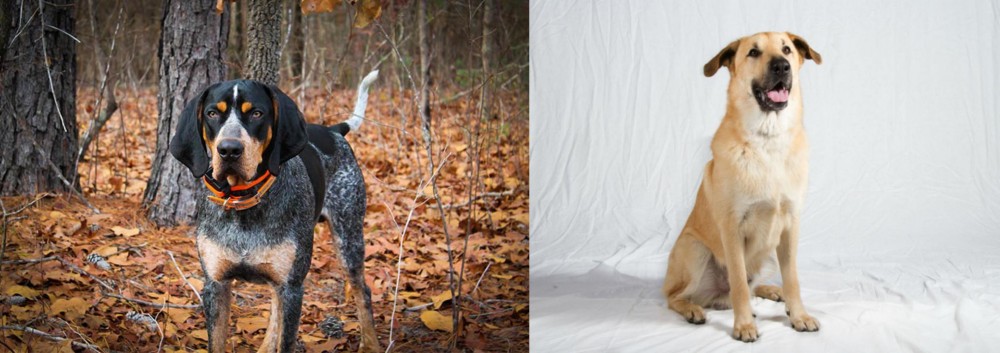 Chinook vs Bluetick Coonhound - Breed Comparison