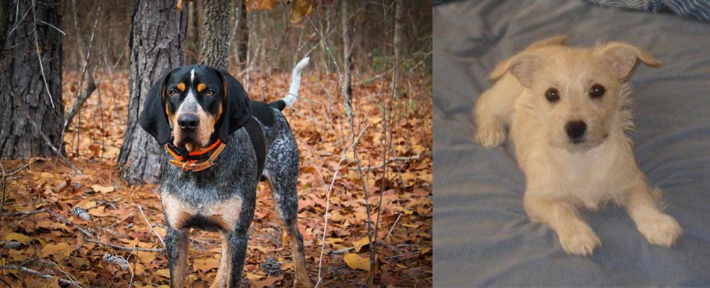 Chipoo vs Bluetick Coonhound - Breed Comparison