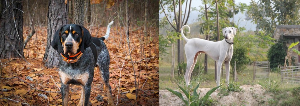 Chippiparai vs Bluetick Coonhound - Breed Comparison