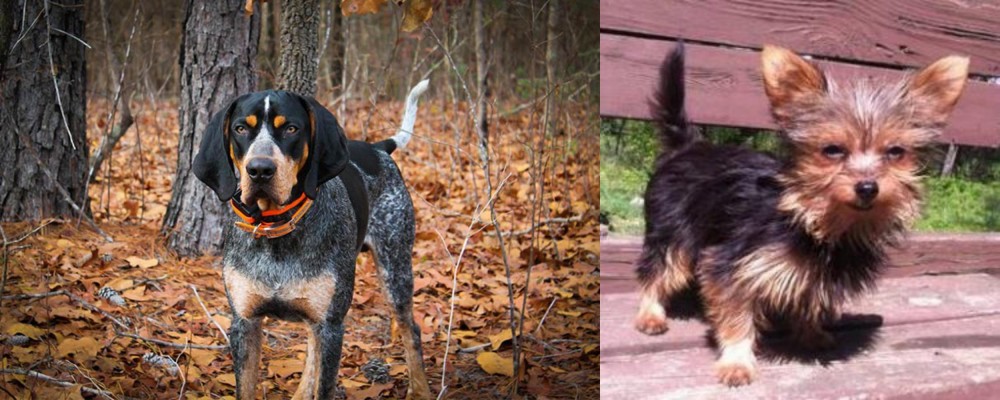 Chorkie vs Bluetick Coonhound - Breed Comparison