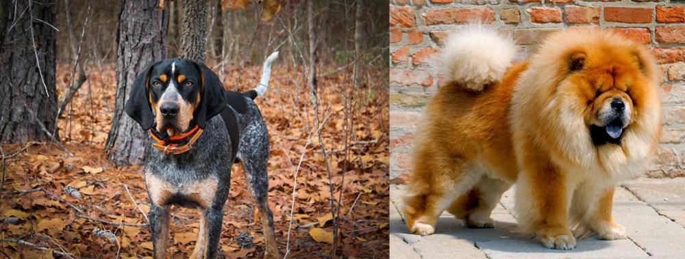 Chow Chow vs Bluetick Coonhound - Breed Comparison