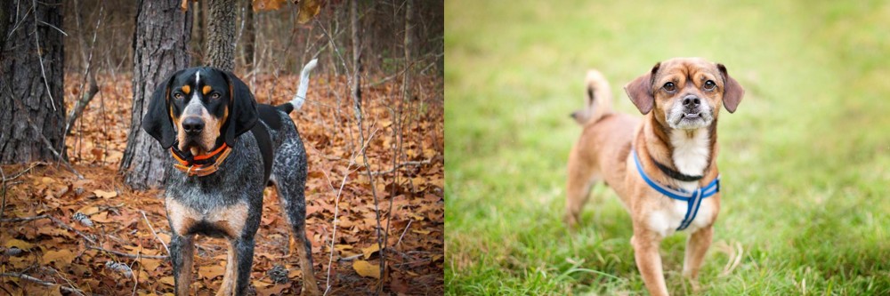 Chug vs Bluetick Coonhound - Breed Comparison