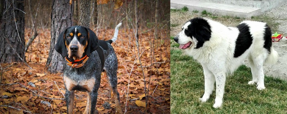 Ciobanesc de Bucovina vs Bluetick Coonhound - Breed Comparison