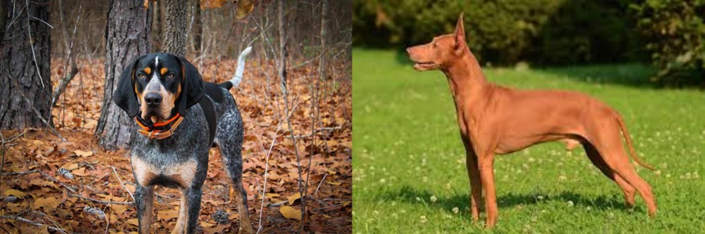 Cirneco dell'Etna vs Bluetick Coonhound - Breed Comparison