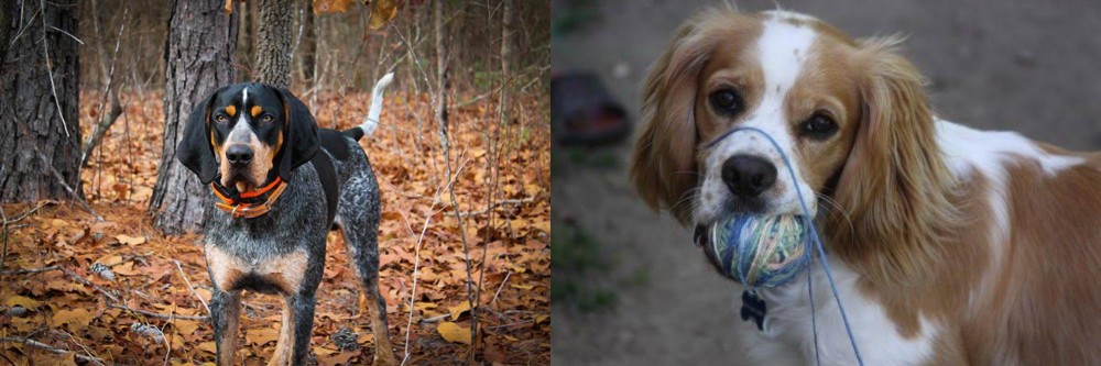 Cockalier vs Bluetick Coonhound - Breed Comparison