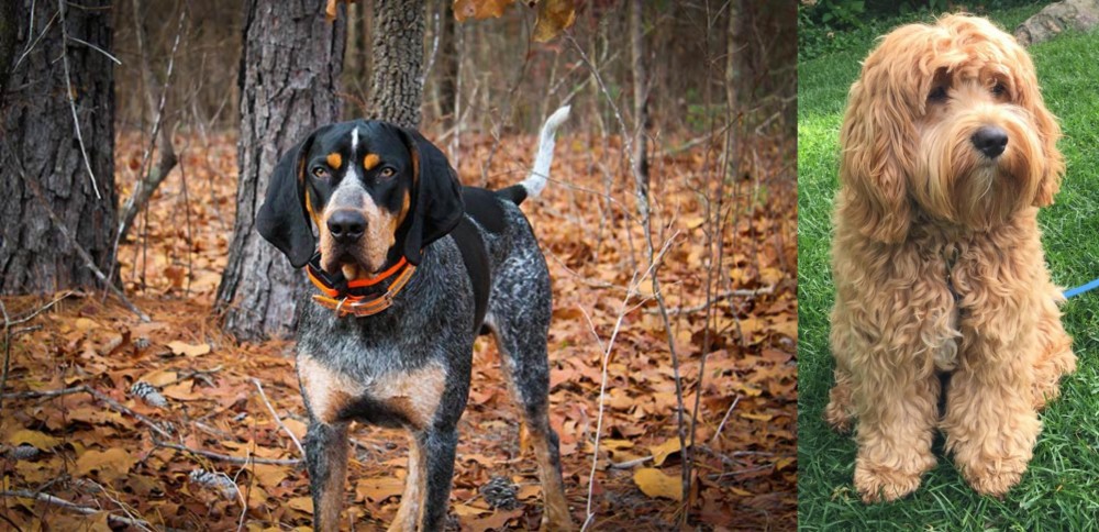 Cockapoo vs Bluetick Coonhound - Breed Comparison