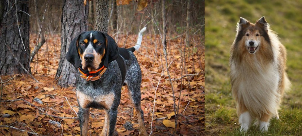 Collie vs Bluetick Coonhound - Breed Comparison