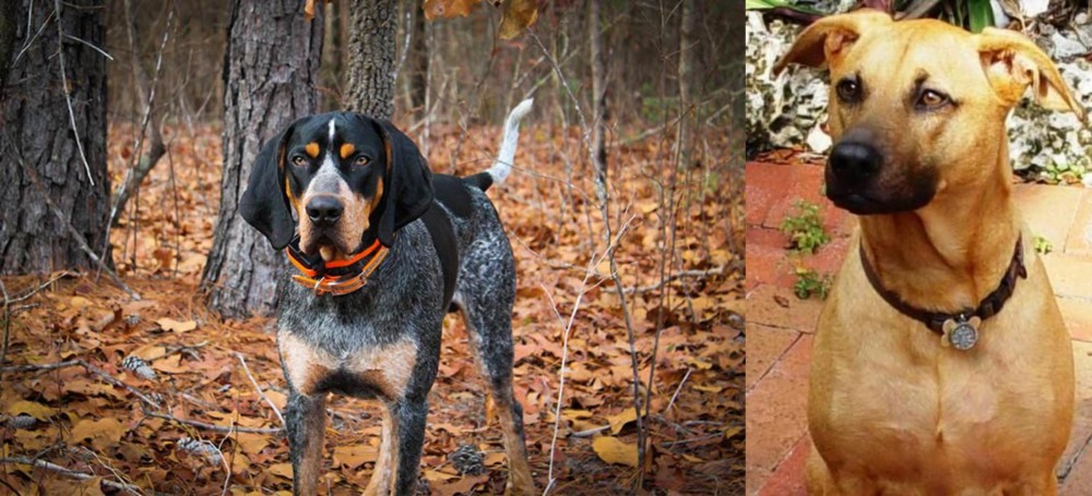Combai vs Bluetick Coonhound - Breed Comparison