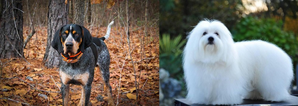 Coton De Tulear vs Bluetick Coonhound - Breed Comparison