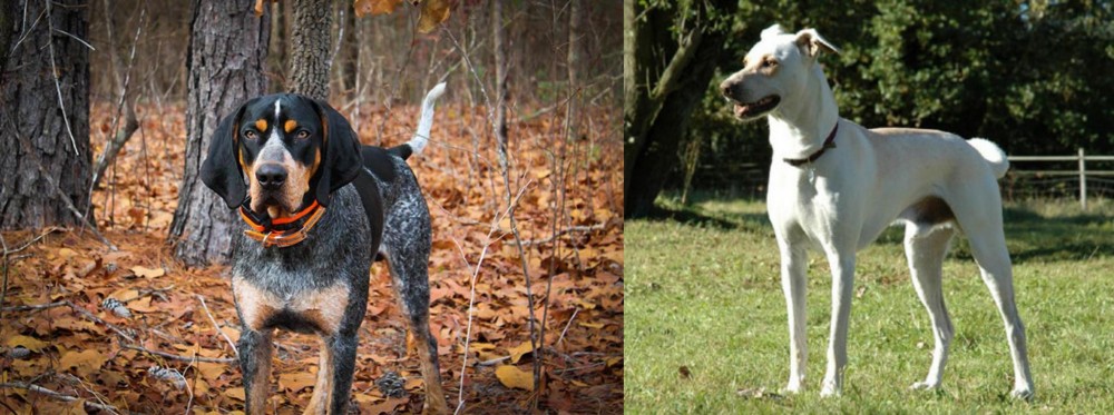 Cretan Hound vs Bluetick Coonhound - Breed Comparison
