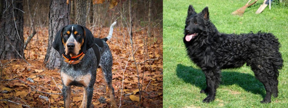 Croatian Sheepdog vs Bluetick Coonhound - Breed Comparison