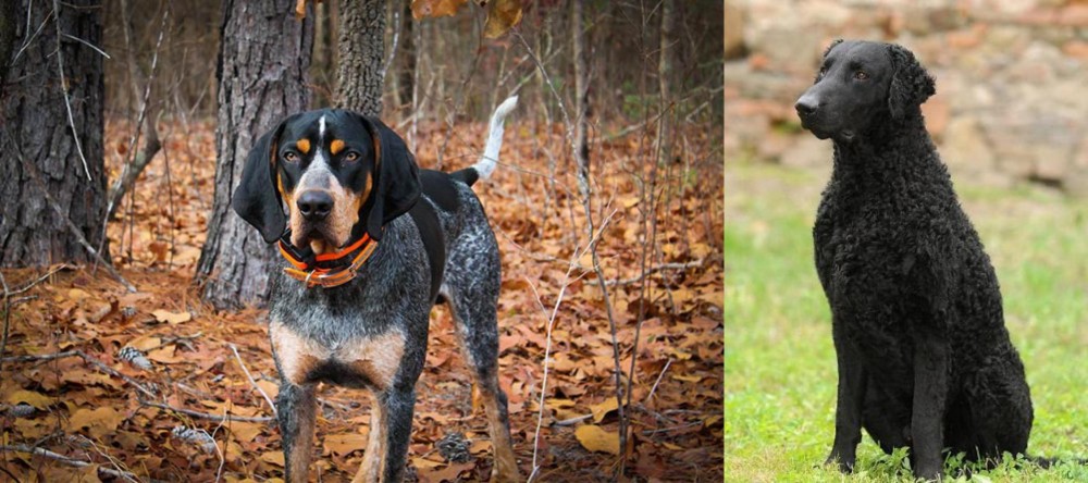 Curly Coated Retriever vs Bluetick Coonhound - Breed Comparison