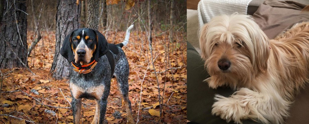 Cyprus Poodle vs Bluetick Coonhound - Breed Comparison
