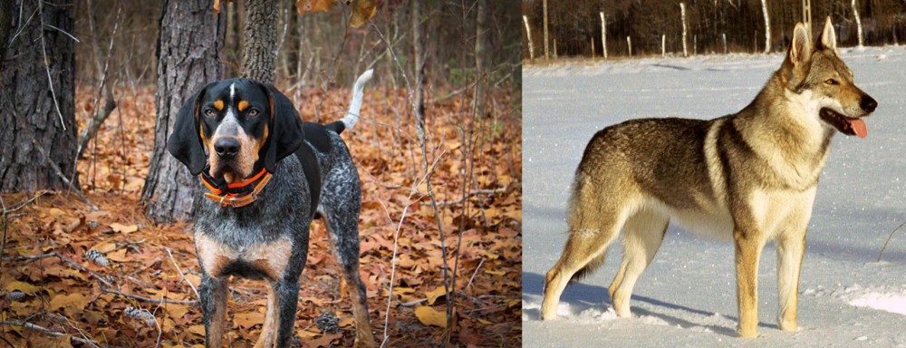 Czechoslovakian Wolfdog vs Bluetick Coonhound - Breed Comparison