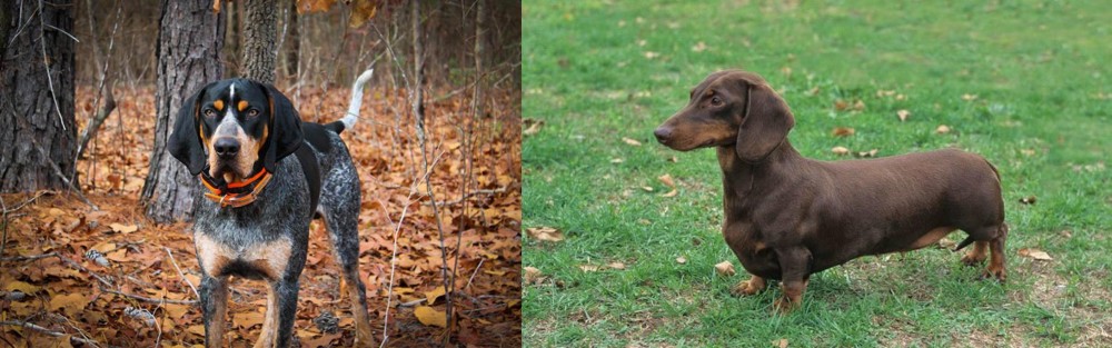 Dachshund vs Bluetick Coonhound - Breed Comparison