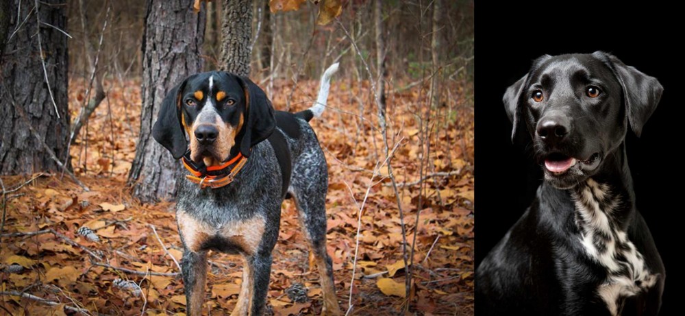 Dalmador vs Bluetick Coonhound - Breed Comparison