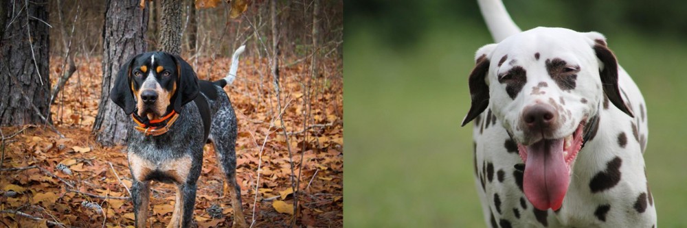 Dalmatian vs Bluetick Coonhound - Breed Comparison
