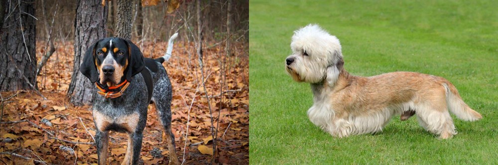 Dandie Dinmont Terrier vs Bluetick Coonhound - Breed Comparison