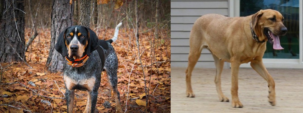 Danish Broholmer vs Bluetick Coonhound - Breed Comparison