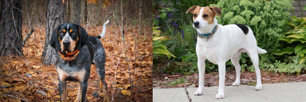 Danish Swedish Farmdog vs Bluetick Coonhound - Breed Comparison
