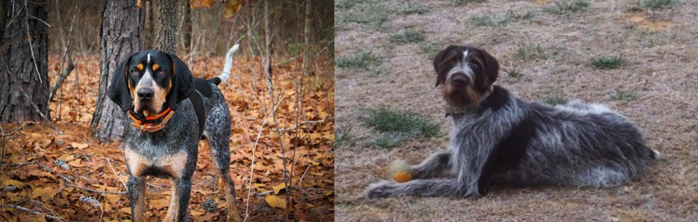 Deutsch Drahthaar vs Bluetick Coonhound - Breed Comparison