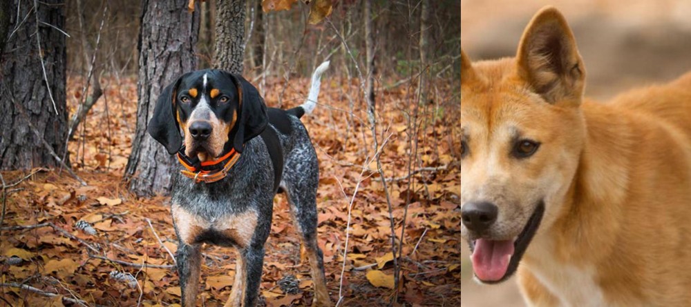 Dingo vs Bluetick Coonhound - Breed Comparison