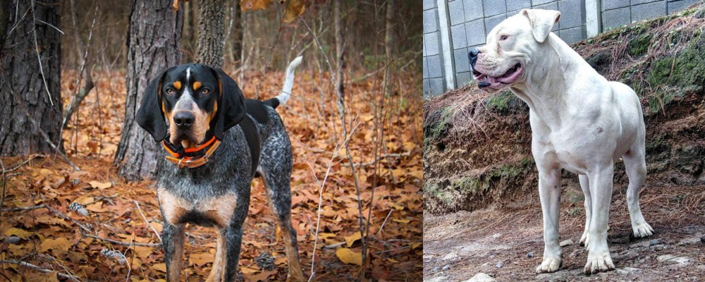 Dogo Guatemalteco vs Bluetick Coonhound - Breed Comparison
