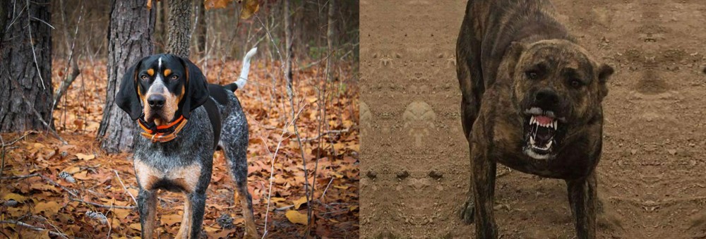Dogo Sardesco vs Bluetick Coonhound - Breed Comparison