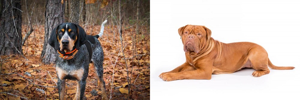 Dogue De Bordeaux vs Bluetick Coonhound - Breed Comparison