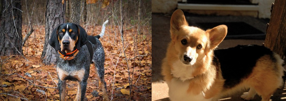 Dorgi vs Bluetick Coonhound - Breed Comparison