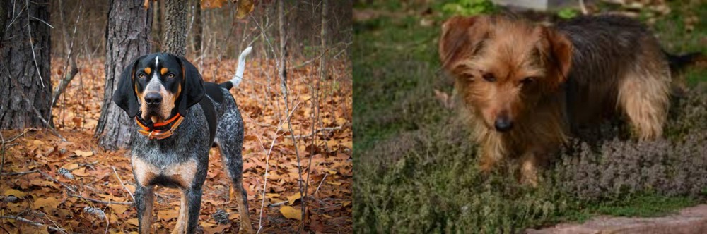 Dorkie vs Bluetick Coonhound - Breed Comparison