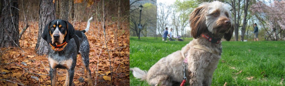 Doxiepoo vs Bluetick Coonhound - Breed Comparison