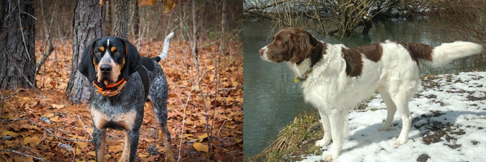 Drentse Patrijshond vs Bluetick Coonhound - Breed Comparison