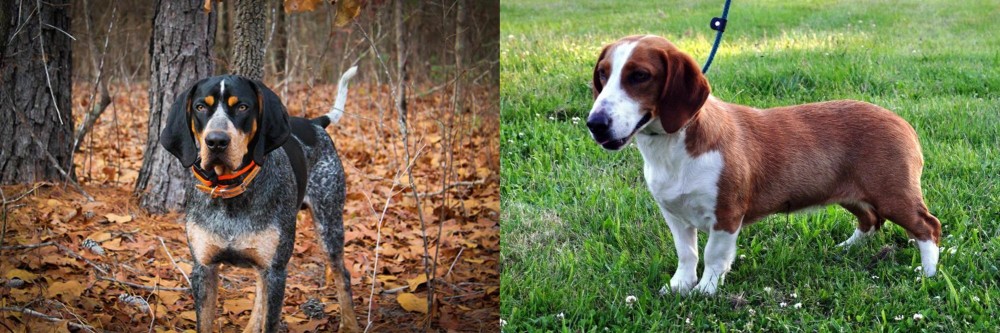 Drever vs Bluetick Coonhound - Breed Comparison