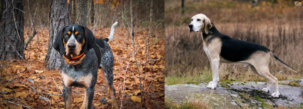 Dunker vs Bluetick Coonhound - Breed Comparison